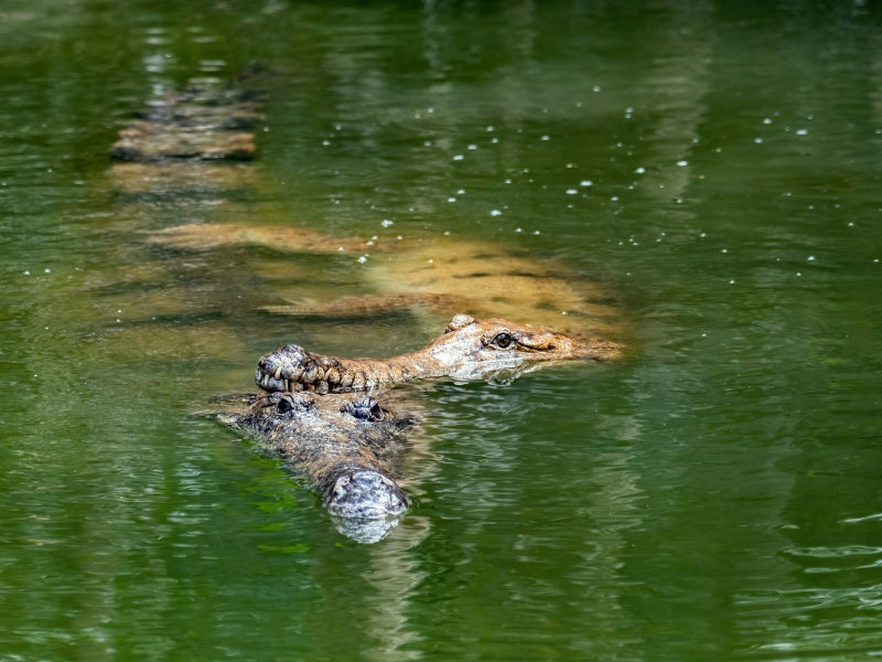 WILD LIFE Sydney Zoo Tickets – Entry & Admission
