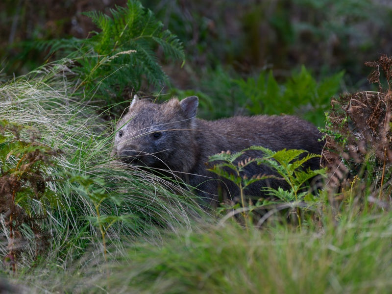 Guided Day Tour of Wilsons Promontory National Park