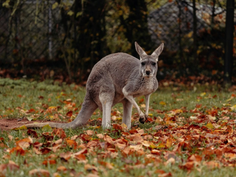 Grampians National Park Full Day Hiking & Waterfall Tour
