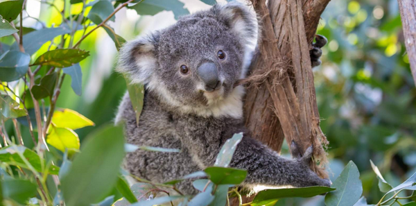 雪梨野生动物园