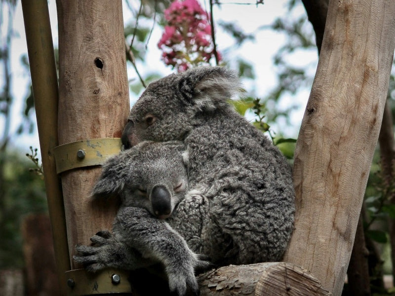 Lone Pine Koala Sanctuary Entry Tickets