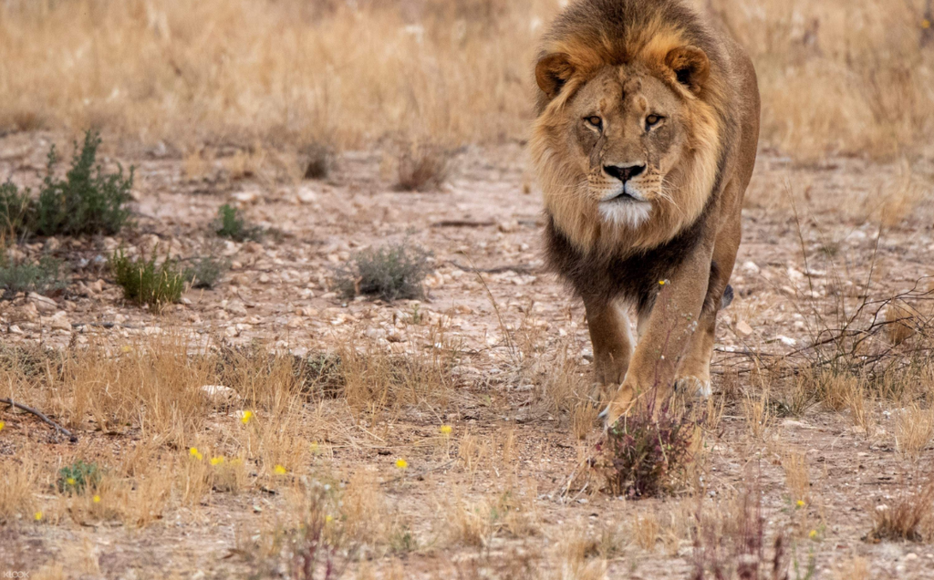 Monarto Safari Park Ticket
