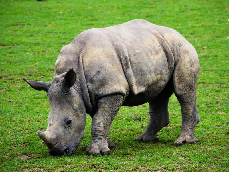Monarto Safari Park Rhino Encounter Experience