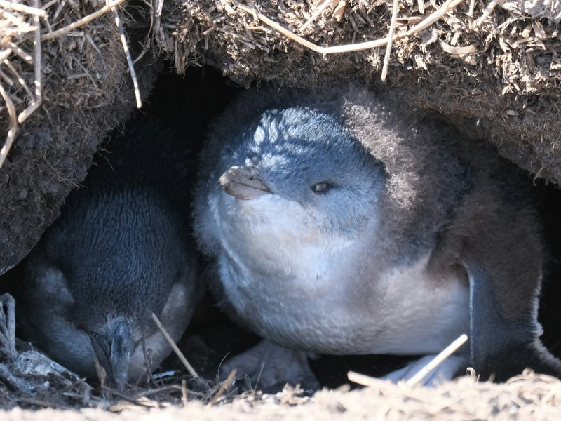 Phillip Island & Puffing Billy Day Tour (from Melbourne)