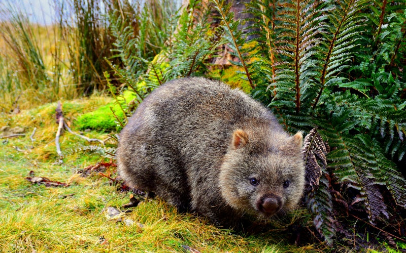 Australian Wildlife & Waterfalls Experience