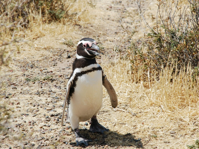 Melbourne Wildlife Day Tour: Healesville Sanctuary & Phillip Island