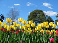 Canberra Floriade Festival Day Tour from Sydney