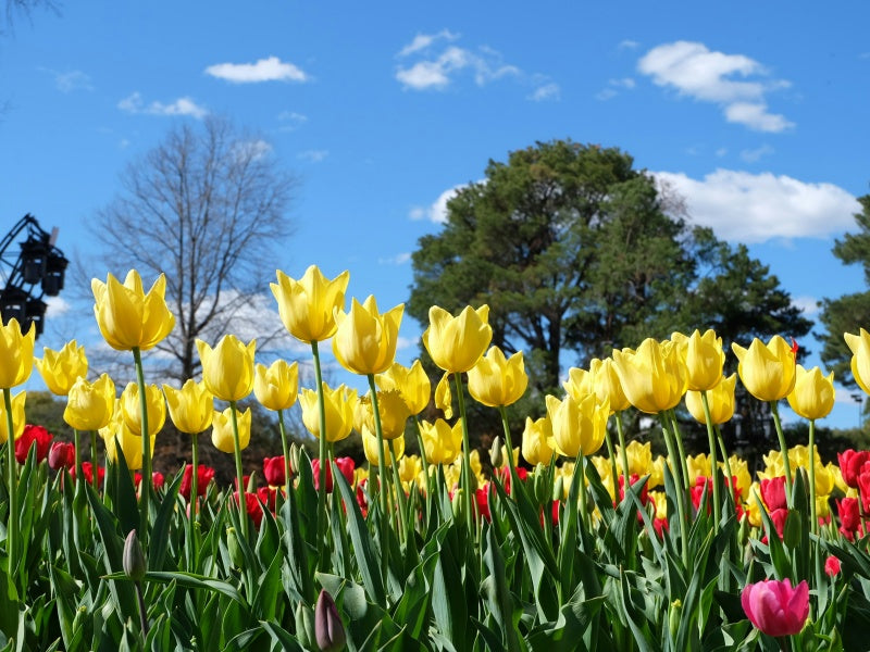 Canberra Floriade Festival Day Tour from Sydney