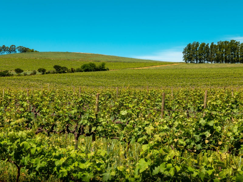 Yarra Valley Wine, Chocolate, Farm Fresh Food & Gin Tour from Melbourne