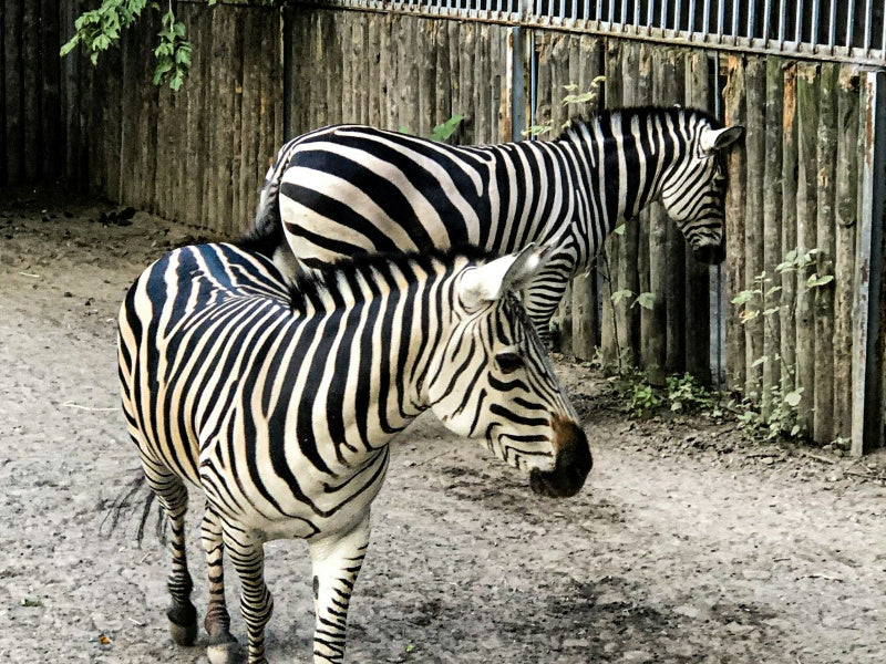 Sydney Zoo Entry Tickets