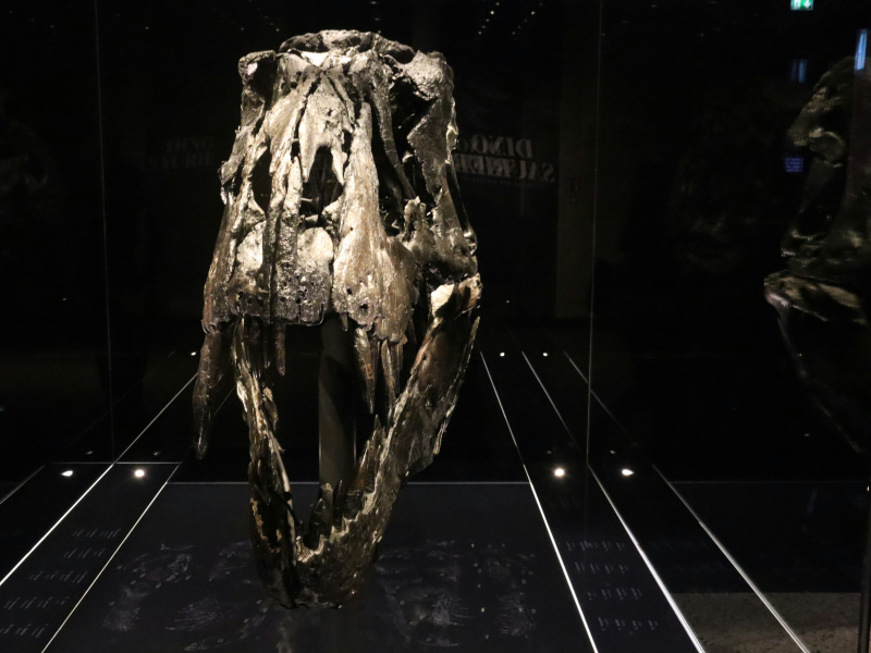 Melbourne Museum Tickets & Exhibitions