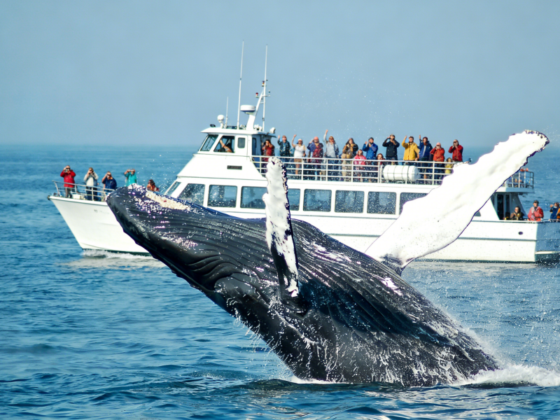 Sydney Whale Watching Cruise with Meal Included