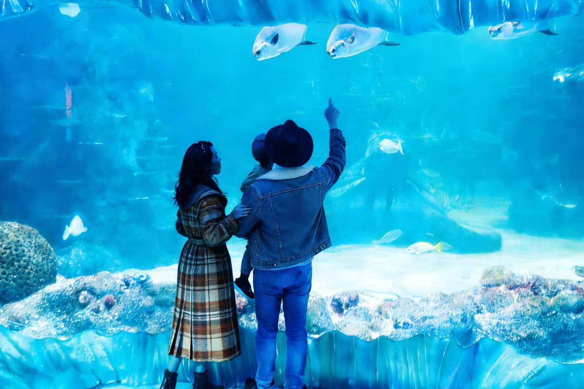 Sydney SEA LIFE Aquarium Tickets – Entry & Admission