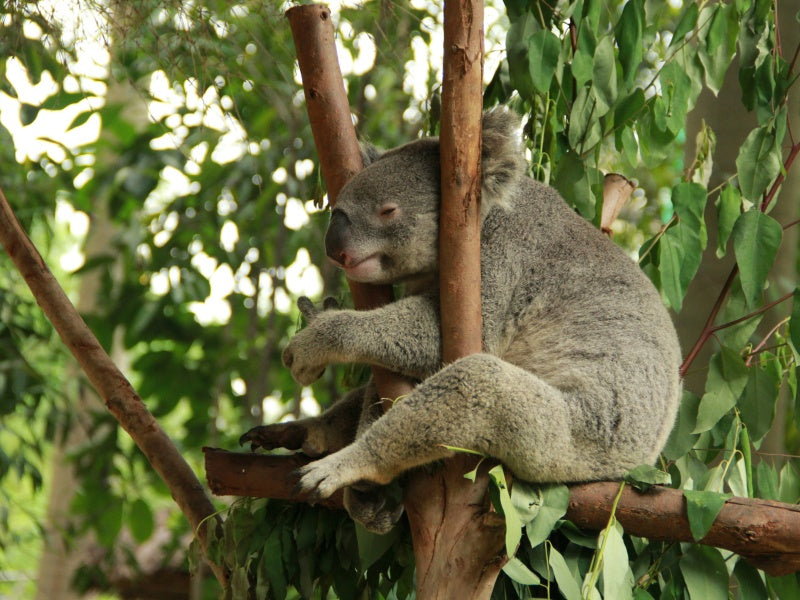Great Ocean Road Reverse Tour with Koala Experience from Melbourne