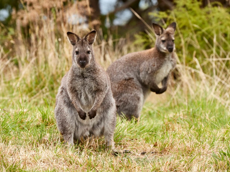 Great Ocean Road Wildlife Wonders Discovery Tour