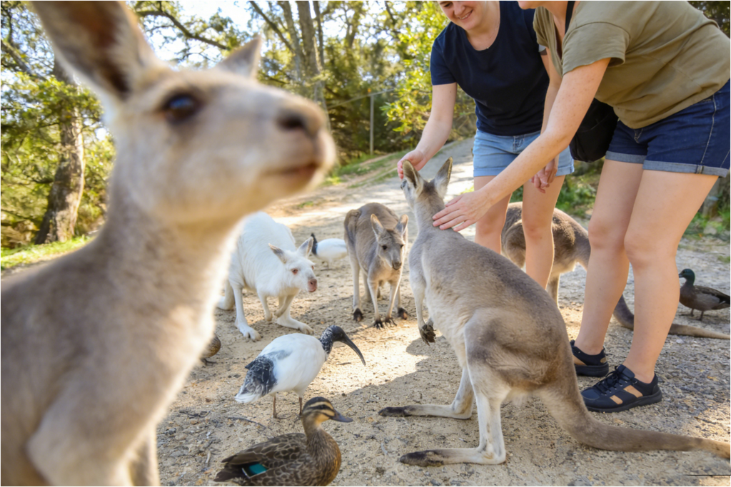 Adelaide Zoo Entry Ticket