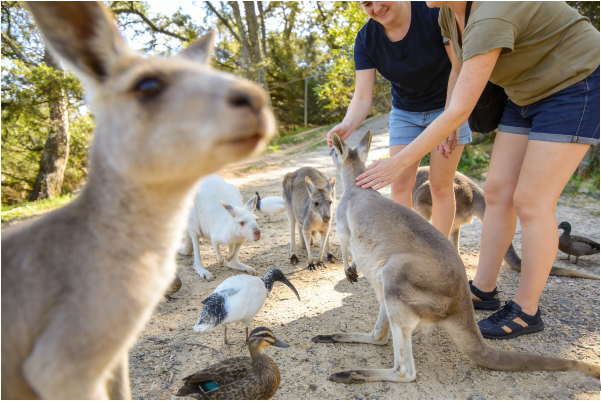 Adelaide Zoo Entry Ticket