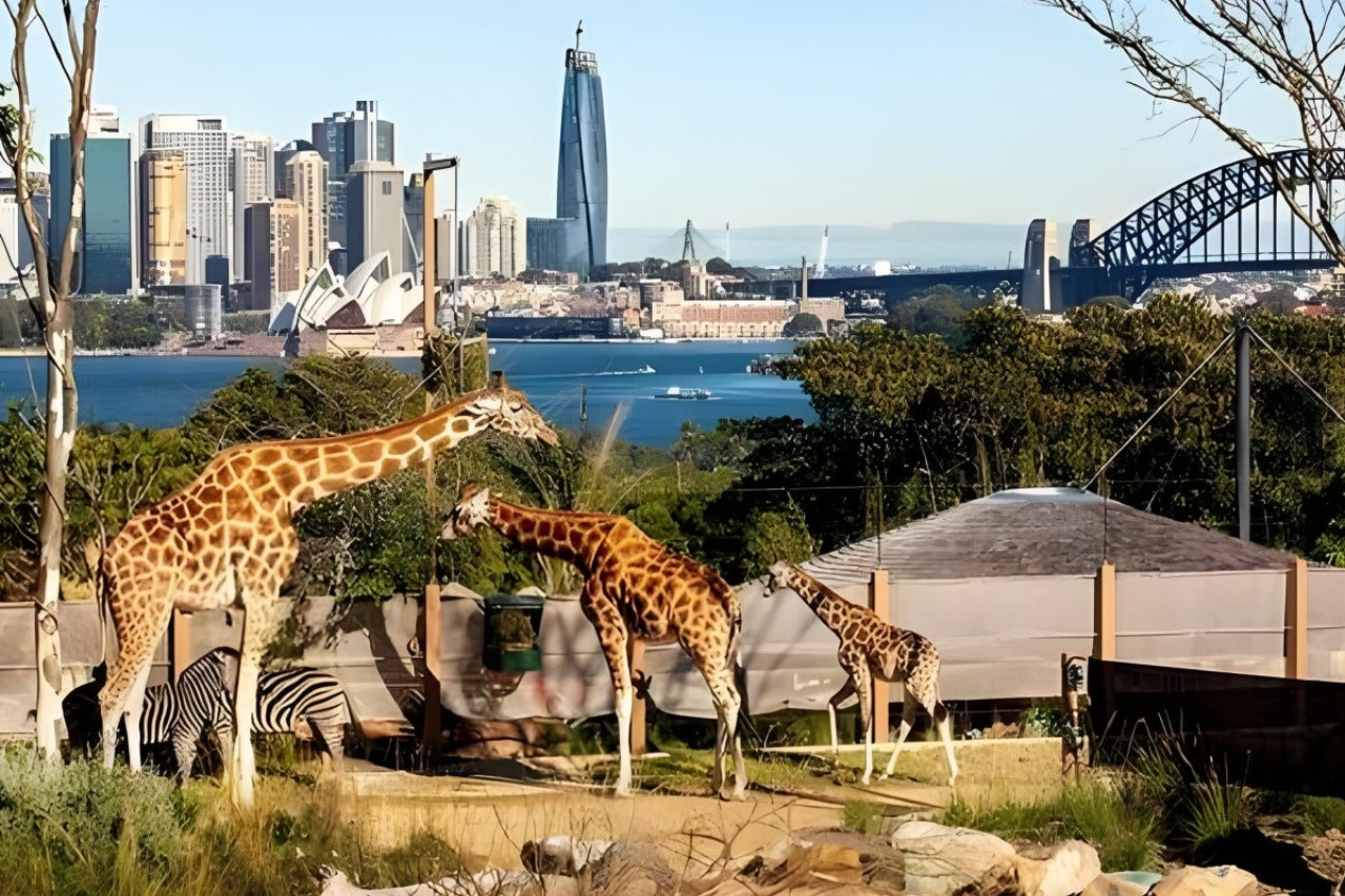 Australia Zoo Admission (Brisbane & Gold Coast Transfer)
