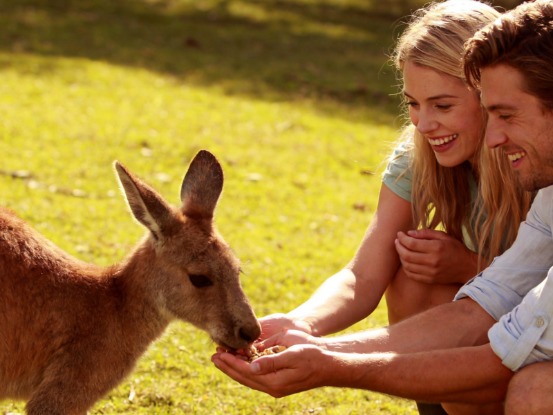 Melbourne to Phillip Island Penguin Parade Day Tour