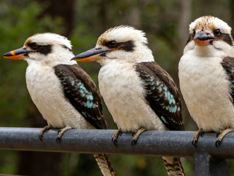 Grampians National Park Day Trip Ultimate Guide & Best Tours