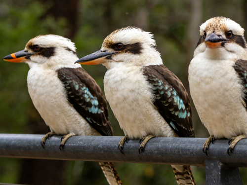 Grampians National Park Day Trip Ultimate Guide & Best Tours