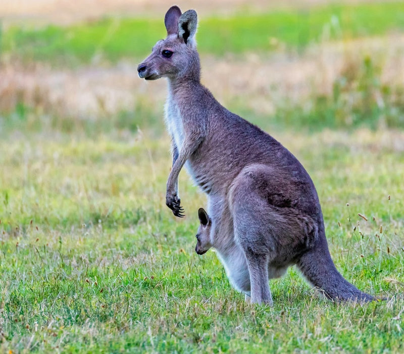 Kangaroo Island Highlights Guided Day Tour