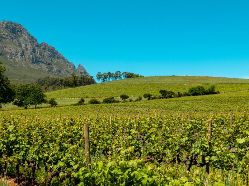 Yarra Valley Wine, Chocolate, Farm Fresh Food & Gin Tour from Melbourne