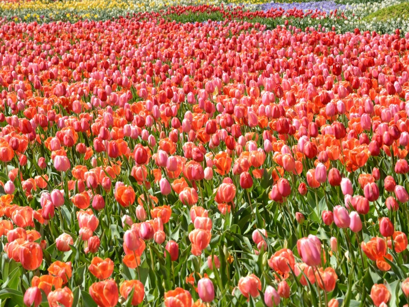 Canberra Floriade Festival Day Tour from Sydney
