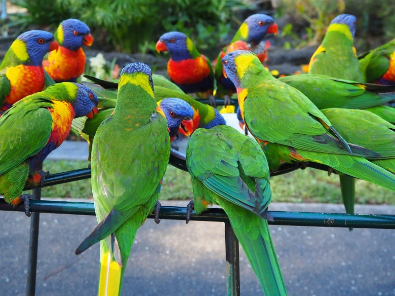 Currumbin Wildlife Sanctuary Entry Ticket