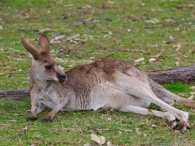 Grampians National Park Hiking Day Trip