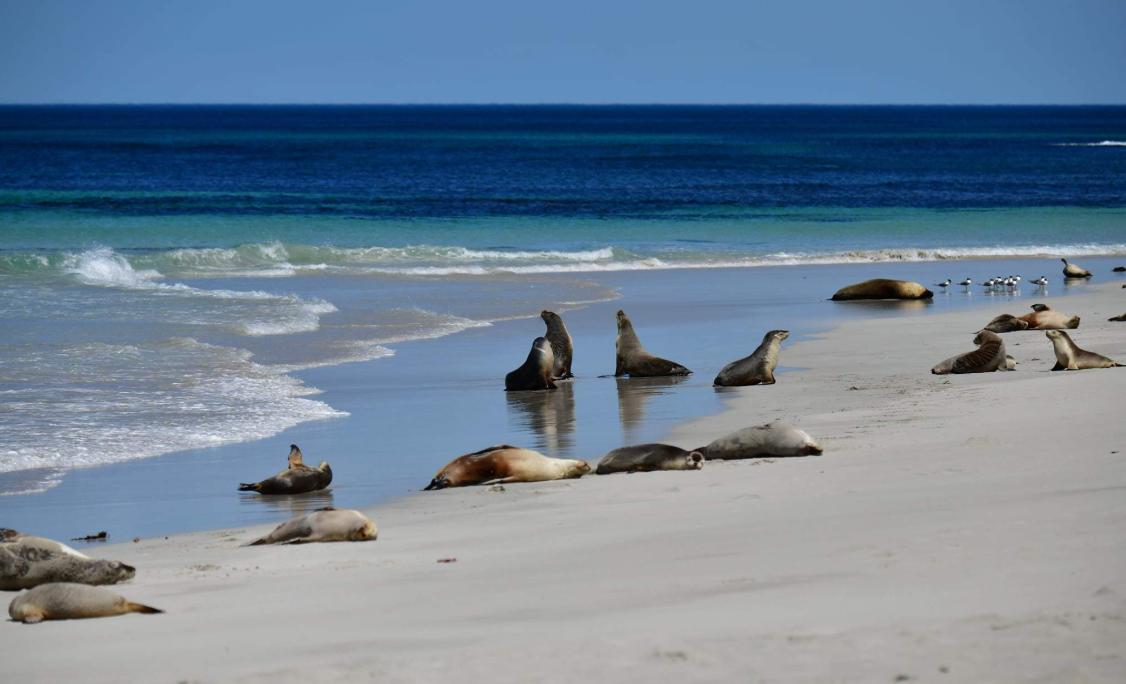 Kangaroo Island Day Tour from Adelaide