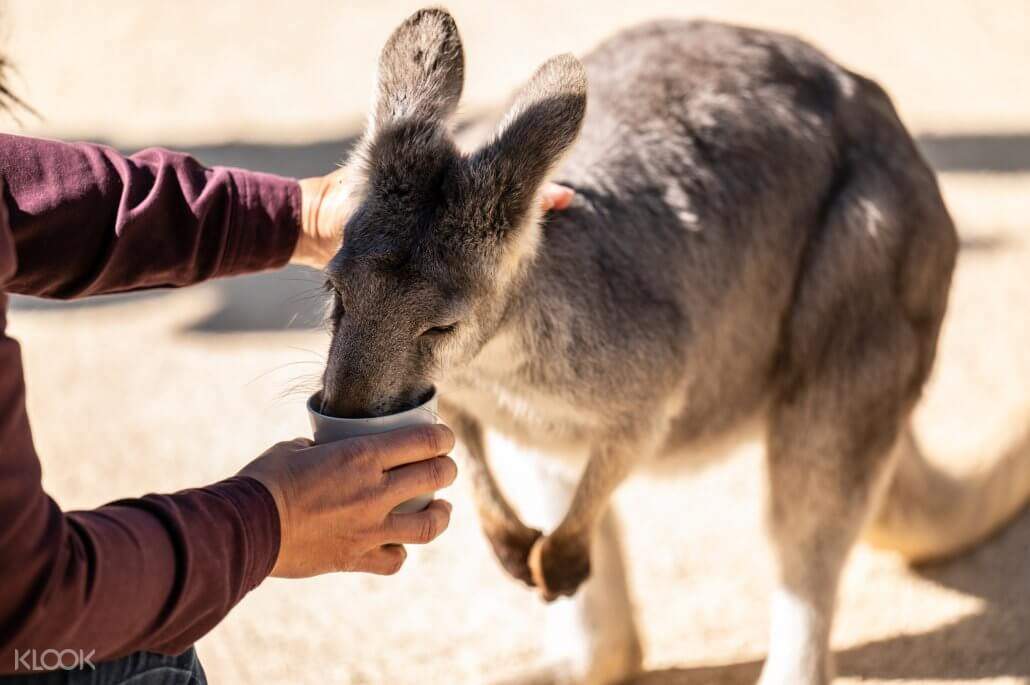 Sydney Featherdale Wildlife Park