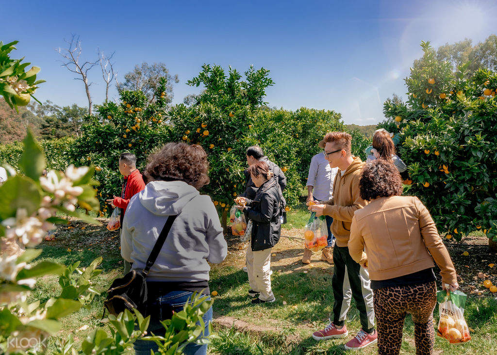 1-Hour Yarra Valley Orchard Tour from Melbourne