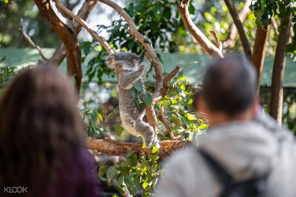 Sydney Featherdale Wildlife Park
