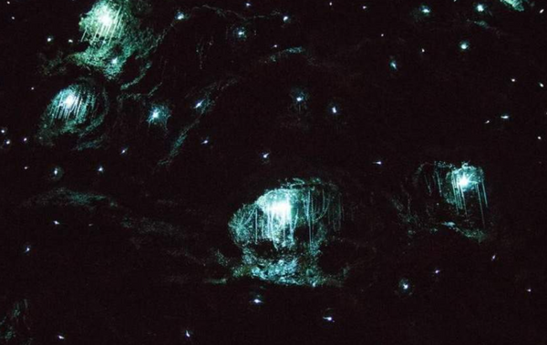 Gold Coast Glow Worm Night Tour with Chinese-Speaking Guide