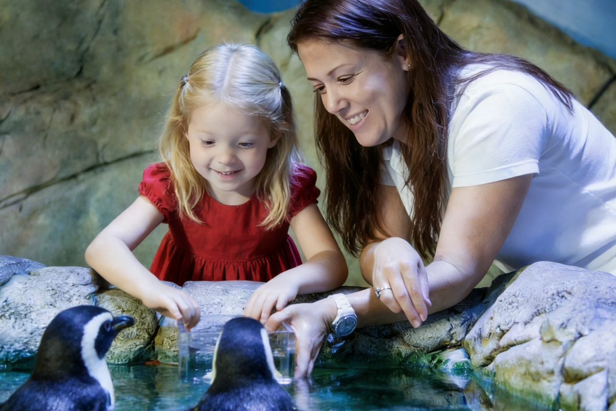 Sydney SEA LIFE Aquarium Tickets – Entry & Admission
