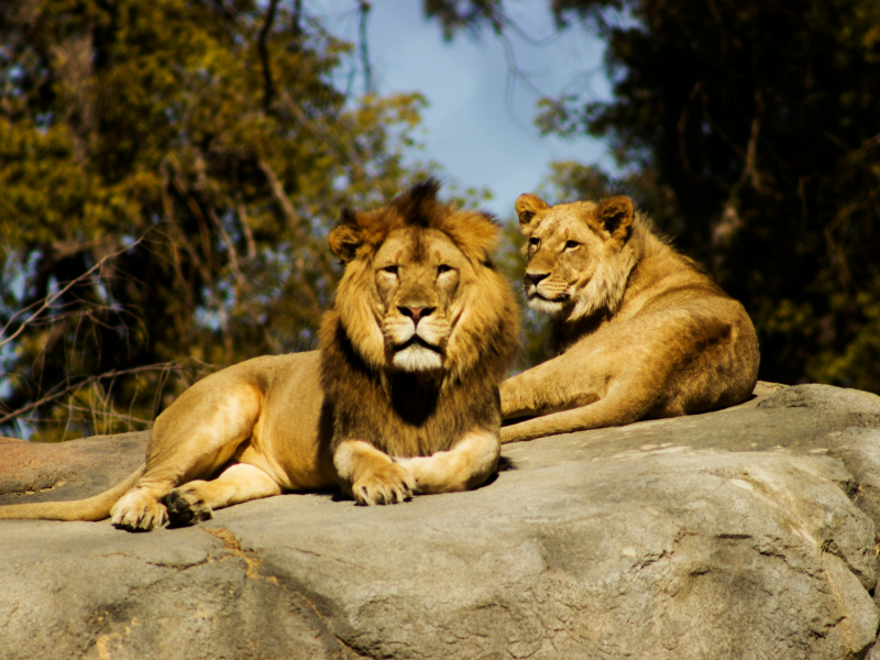 New York Bronx Zoo Admission Ticket