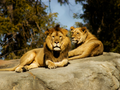 New York Bronx Zoo Admission Ticket