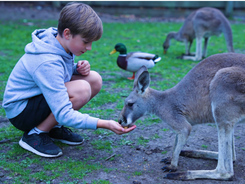Melbourne to Phillip Island Penguin Parade Day Tour