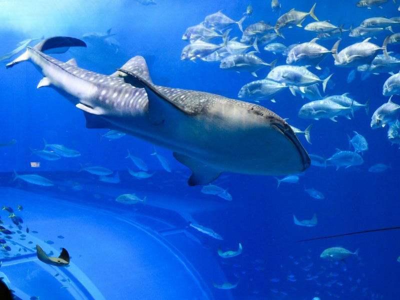 Shark Dive Experience at SEA LIFE Melbourne Aquarium