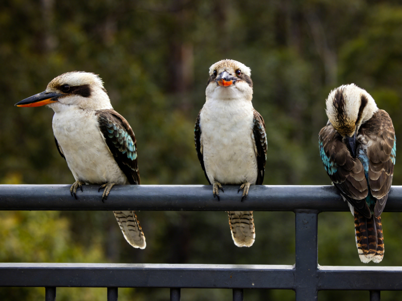 Grampians National Park Day Trip Ultimate Guide & Best Tours