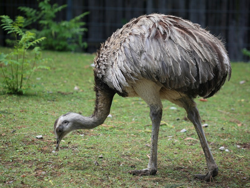 Melbourne Zoo Admission Tickets