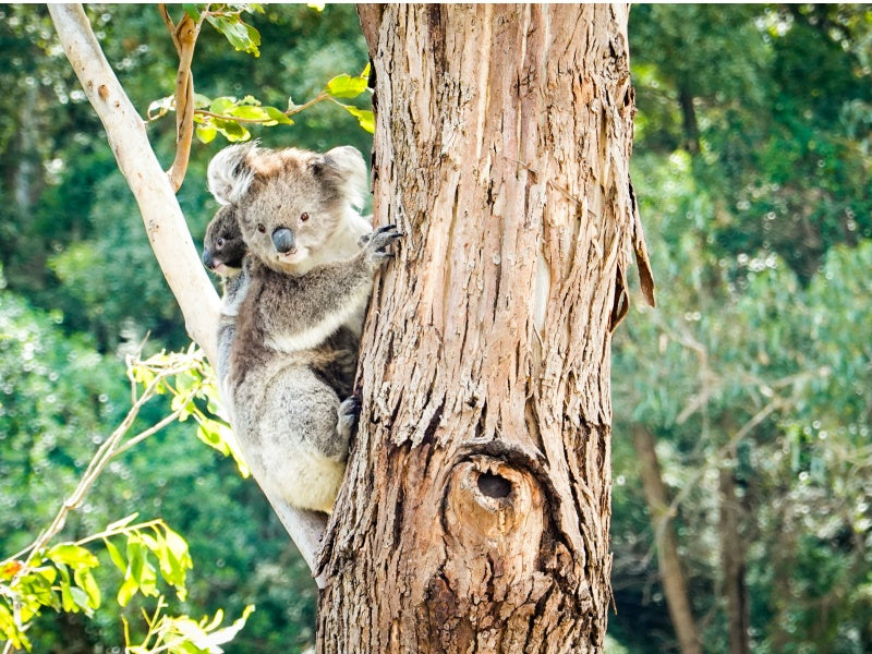 Phillip Island Penguin & Wildlife Adventure Tour