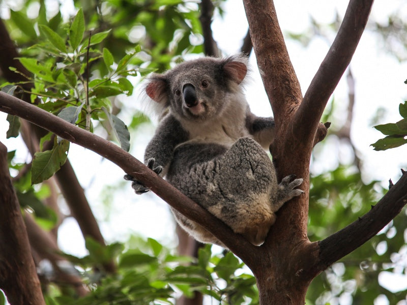 WILD LIFE Sydney Zoo Tickets – Entry & Admission