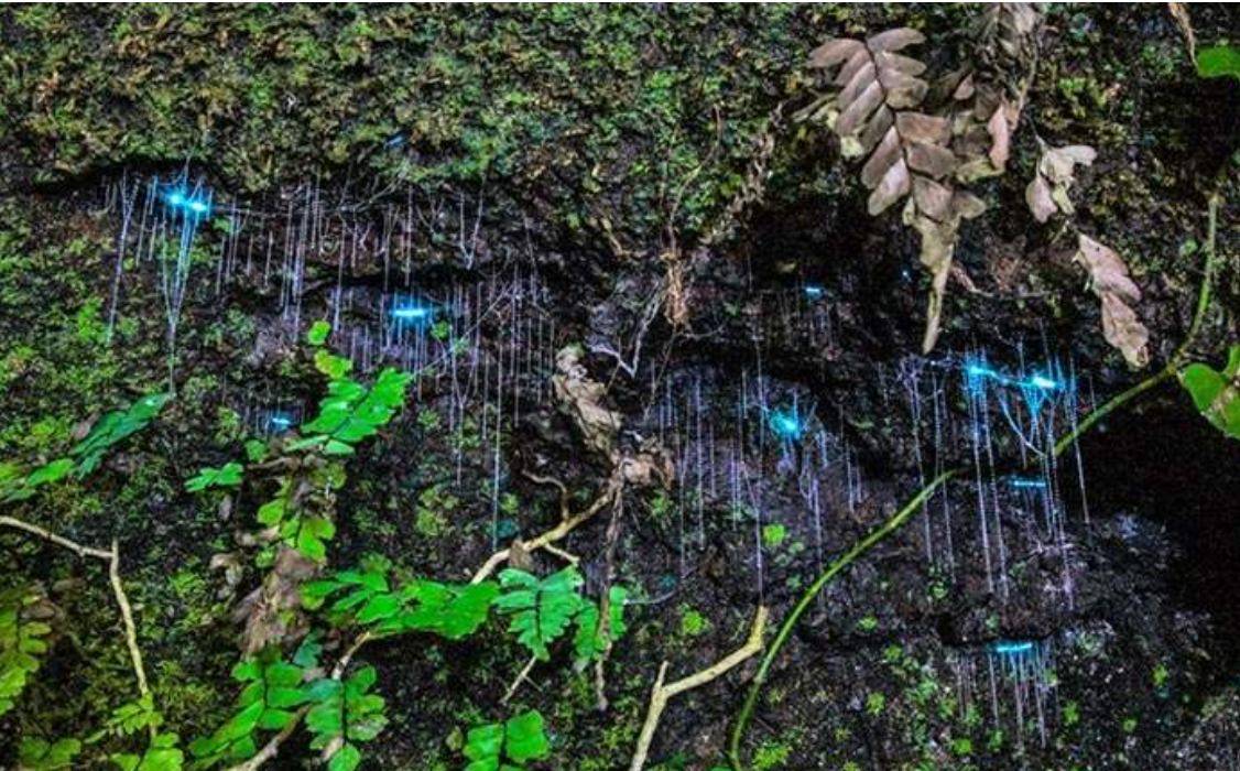 Gold Coast Glow Worm Night Tour with Chinese-Speaking Guide
