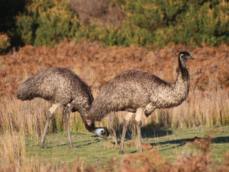 Guided Day Tour of Wilsons Promontory National Park