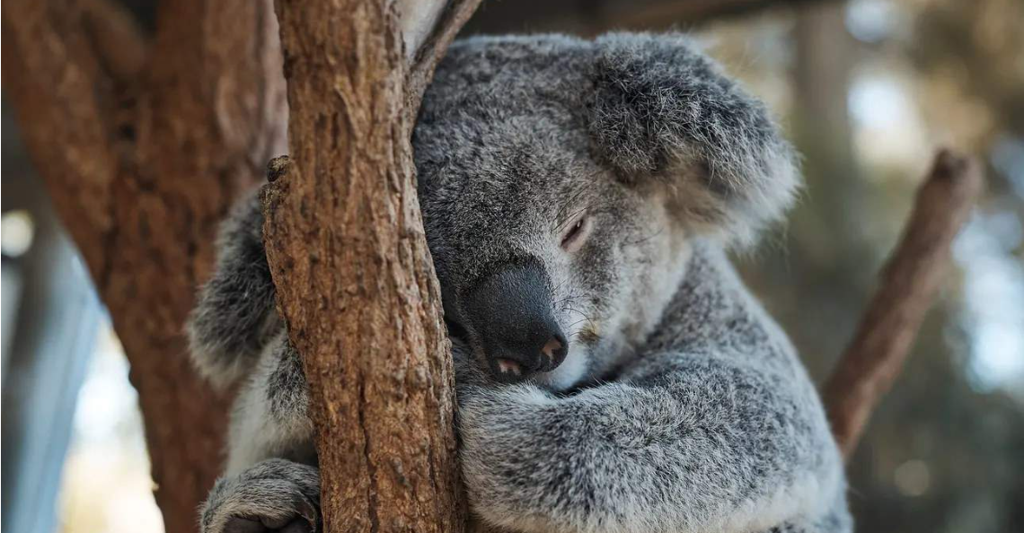 Taronga Zoo