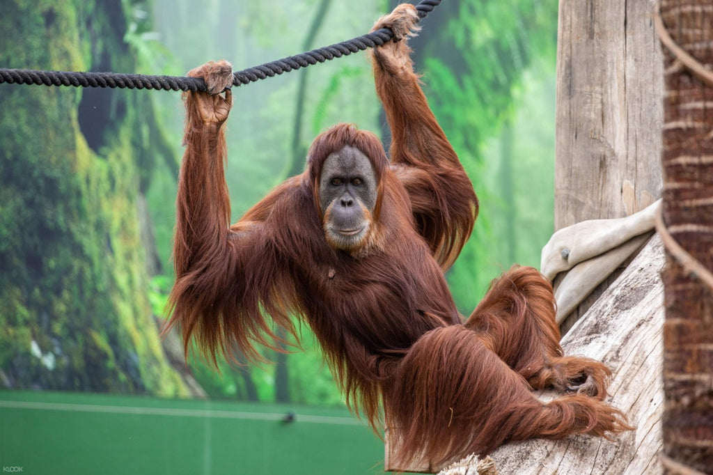 Sydney Zoo