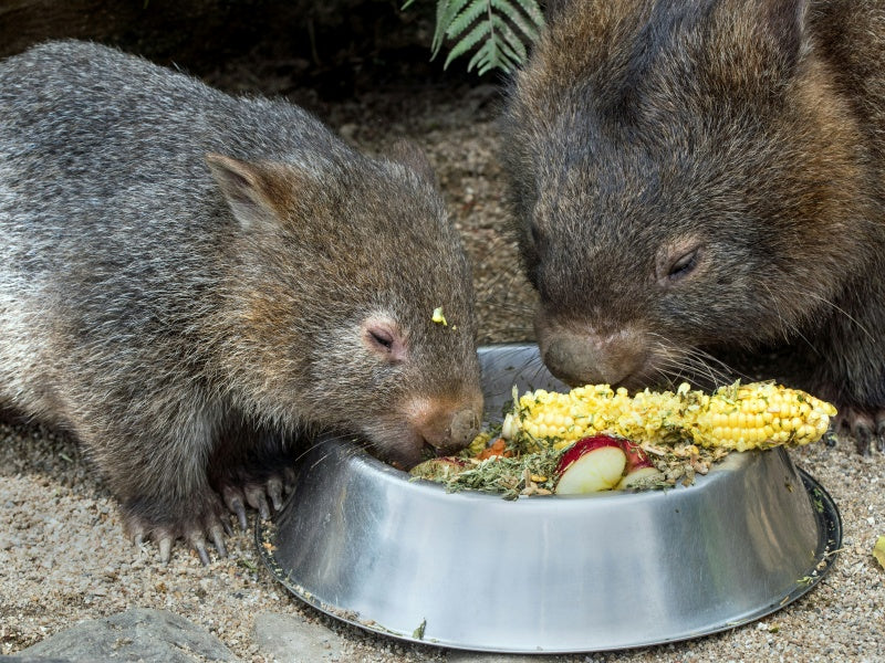 Australian Wildlife & Waterfalls Experience