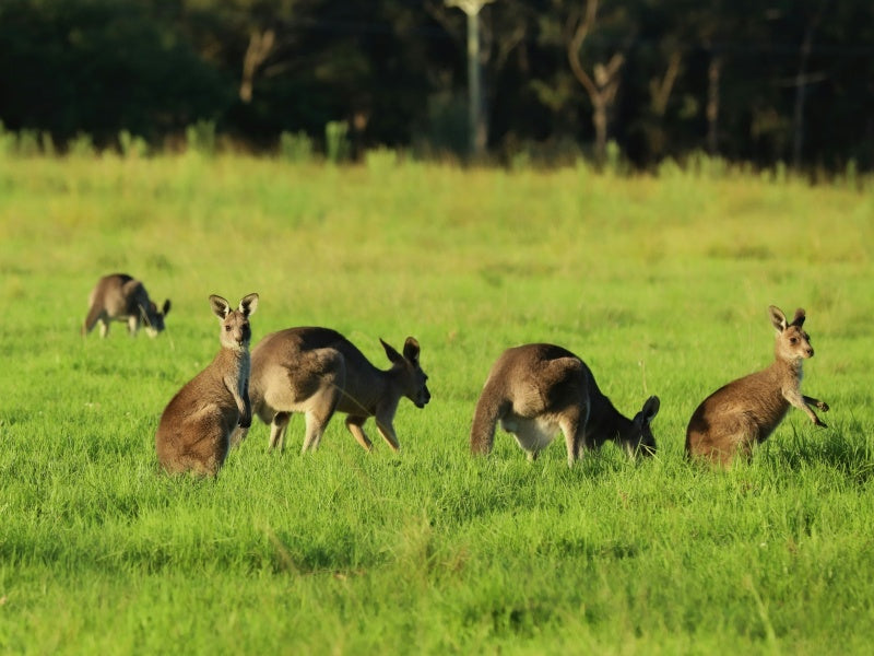 Melbourne Wildlife Day Tour: Healesville Sanctuary & Phillip Island
